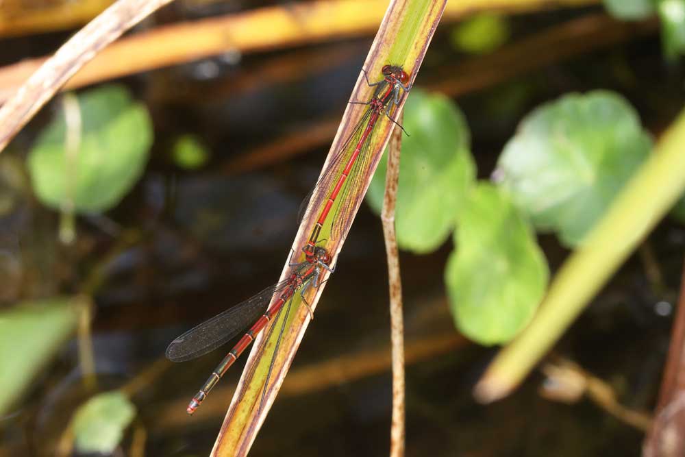 Pyrrhosoma_nymphula